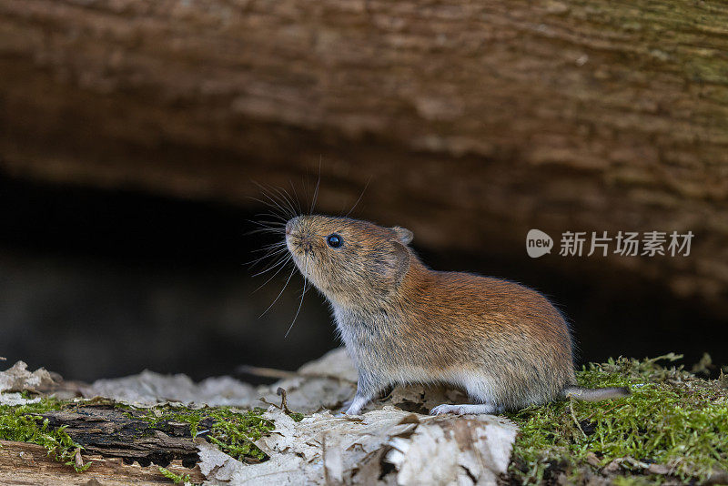 可爱的银行田鼠（Myodes glareolus）